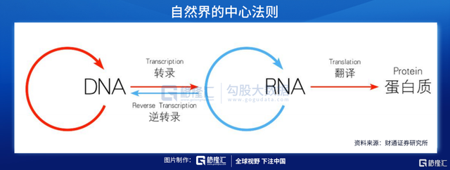 從生命的(de)本質治療疾病——核酸藥物空間有(yǒu)多廣？